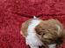 Shih tzu fluffy balls ready to go.