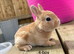 ️ Gorgeous mini Rex ️