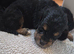Cockapoo puppies
