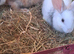 Mini rex cross Dutch
