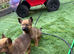 Czech shepherd puppies