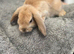 Gorgeous Mini Lop Babies Ready Now