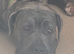10 month male cane corso
