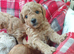 Maltipoo Puppies