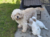 Cavapoochon Puppy