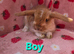 Mini lop 5 boys 4 girls