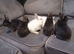Netherland dwarf rabbits