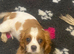 Cavalier King Charles puppies available