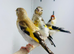 Siberian goldfinch