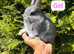 Netherland Dwarf Baby Rabbits Male Female