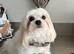 Maltese puppies