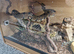 Ball python 5years old