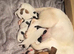 Here I have a beautiful litter of Jack Russell puppies