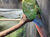 Baby Tame yellow sided green cheek conure