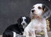 Lovely litter of cocker jack puppies