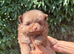 Pomeranian Puppies