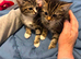 BENGAL X KITTENS / READY TO LEAVE NOW