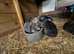 3 beautiful mini lop bunnies