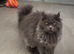 Maine coon crossed american curl blue girl looking new home