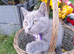 Pure breed Scottish Fold kittens for sale