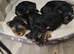 Male yorkie pups