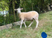 Easycare ram lambs