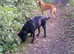 Cat sitting and small animal care and Pet Visits Midhurst