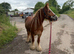 4 year old ride and drive bombproof