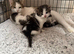 Kittens looking for their new home