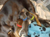 Stunning litter miniature dachshunds