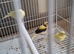 This years baby Fife canaries