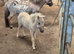 Miniature Shetland Colt Foal