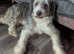 Home & away pet feeding service