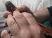 Beautiful hand reared tame conure