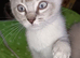 Last boy reduced Ragdoll cross siamese kitten