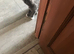 4 kittens