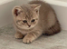 2 lilac ticked tabby and 1 lilac GCCF British shorthair female kittens