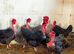 Transylvanian Naked Neck hatching eggs Only