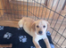 Stunning Labrador puppies READY NOW