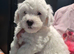 Shipoo puppies