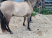2yr old Quarter horse x gelding