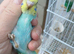 Pair of baby hens