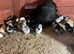 Pekin bantam chicks for sales