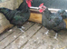 Pair of Austrolop Bantam