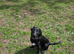 6 month male sprockerdor