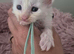 6 beautiful Maine coon kittens