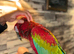Beautiful handreared super tame Macaw
