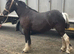 Filly to make 13.2/3hh