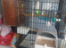 Pine apple conure hand tamed