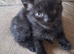 Kittens for sale